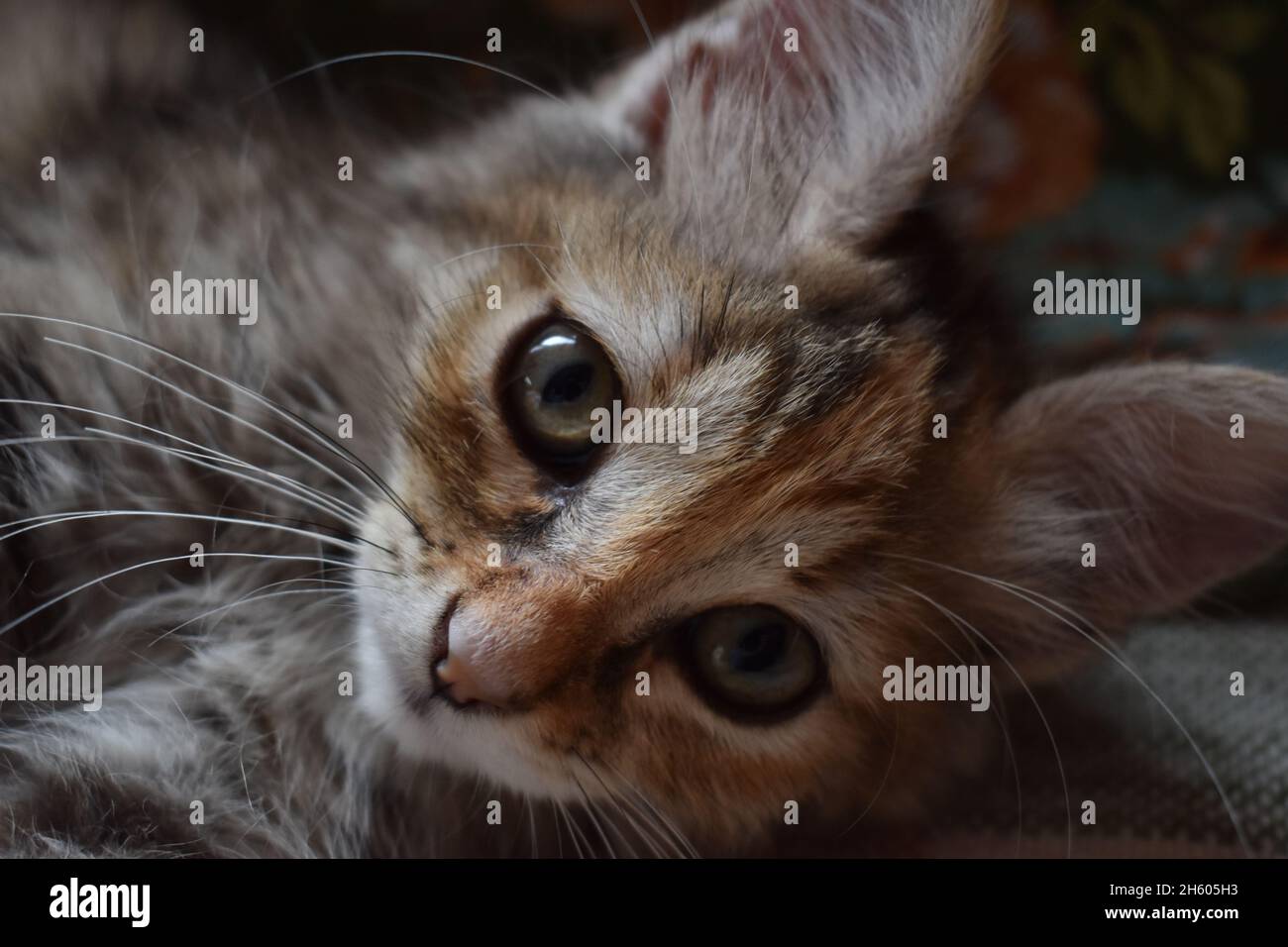 Foto di un gattino grigio appena sveglio Foto Stock