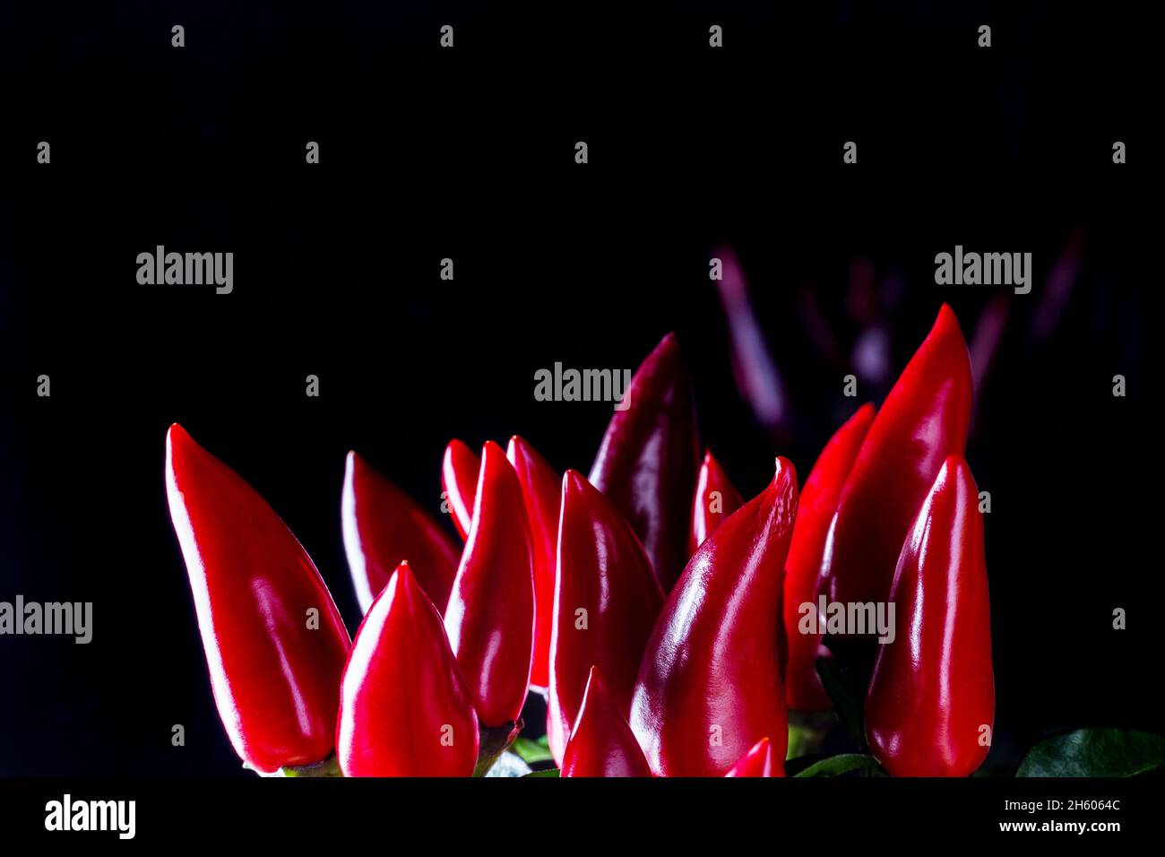 Peperoncino rosso, primo piano Foto Stock