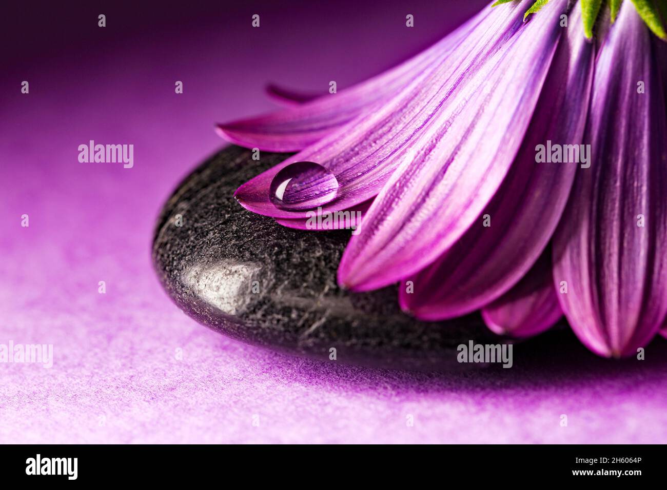 Fiore rosa con goccia di rugiada sulla pietra nera Foto Stock