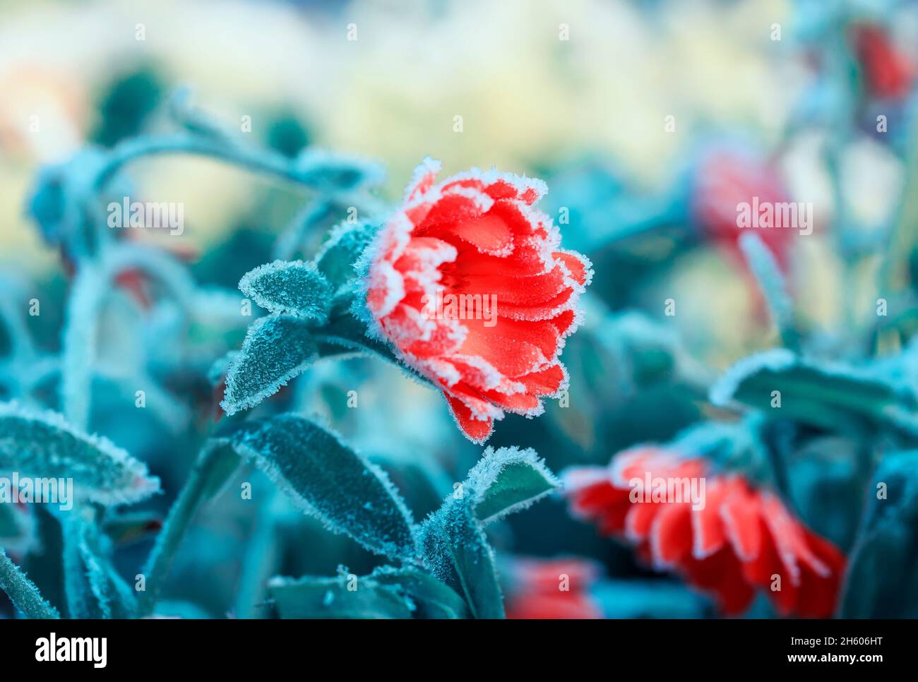 cristalli di gelo ricoperti fiori di calendula arancione nel giardino d'autunno in una mattina fredda Foto Stock