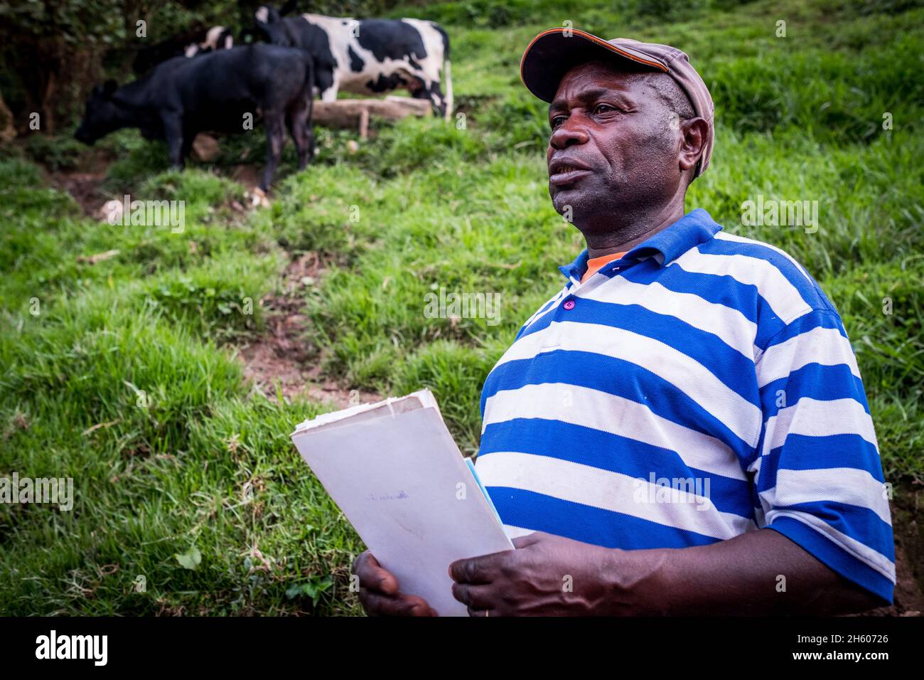 Settembre 2017. Simeo Ntawuruhunga ha ricevuto una mucca dalla Nkuringo Community Conservation and Development Foundation (NCCDF) nell'ambito del loro programma di giovenche. Egli allevia la mucca, mantiene il vitello così cominciando a costruire il suo gregge, e passa la vacca originale al prossimo in linea nel programma giovenca. Ora ha 6 mucche che che producono latte che può vendere localmente. I tori nati vengono venduti per la carne. Nkuringo, Uganda. Foto Stock