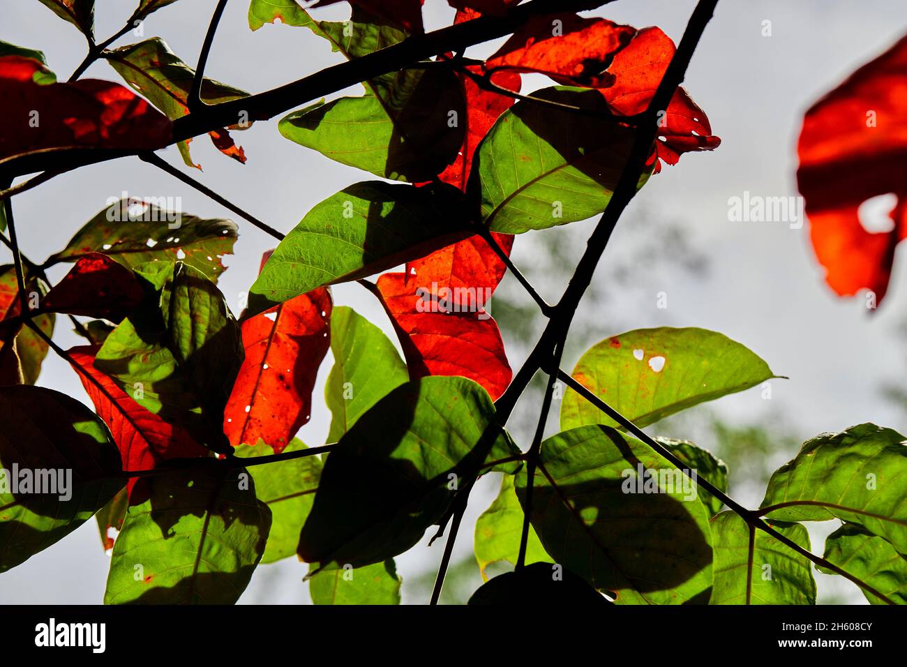 Foglia rossa e foglia verde in autunno Foto Stock