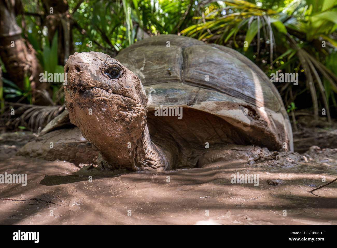 Aldabra Giant Tartaruga; Aldabrachelys gigantea; Wallowing in Mud; Seychelles Foto Stock