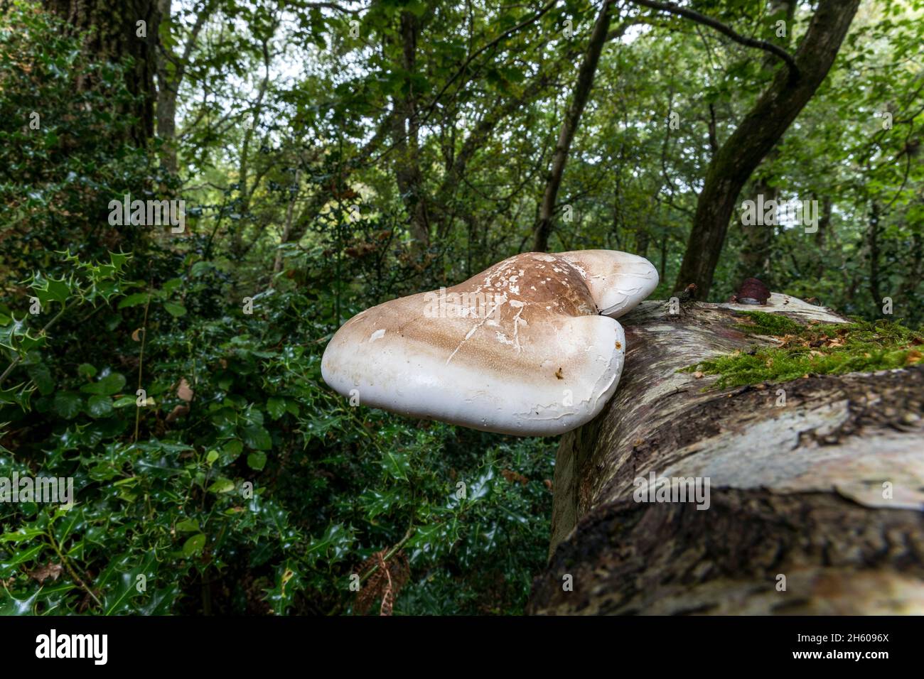 Betulla Poliporo; Fomitopsis betulina; Exmoor; UK Foto Stock