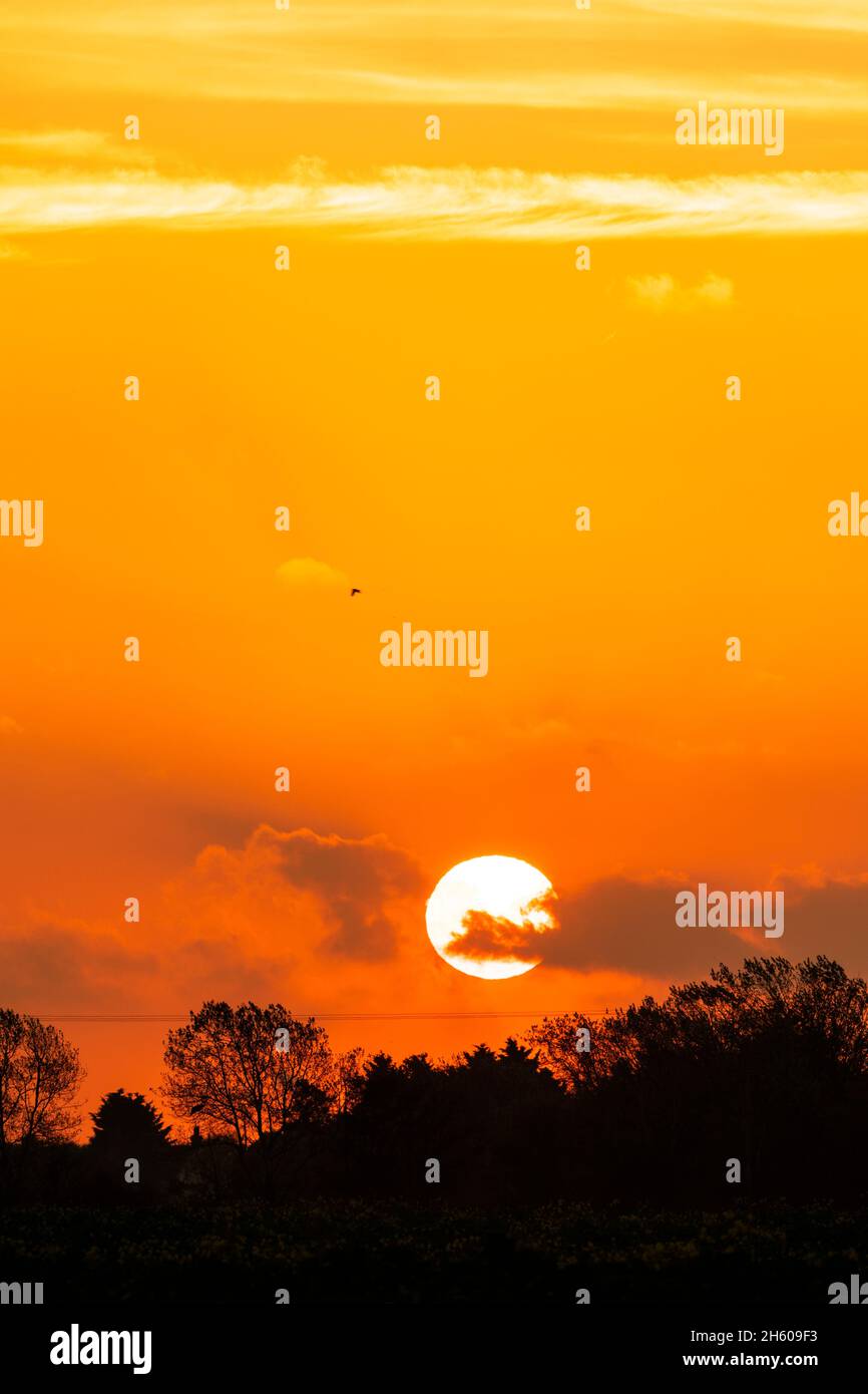 L'alba da dietro una fila di alberi si staglia all'orizzonte in un cielo arancione con alcune nuvole sparse in autunno mattina in Kent, Inghilterra. Le nubi di Cumulus fractus che si sgocciolano attraverso il sole, Foto Stock