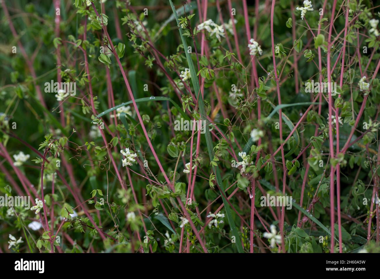 Arrampicata Corydalis; Ceratocapnuos claviculata; fioritura; UK Foto Stock