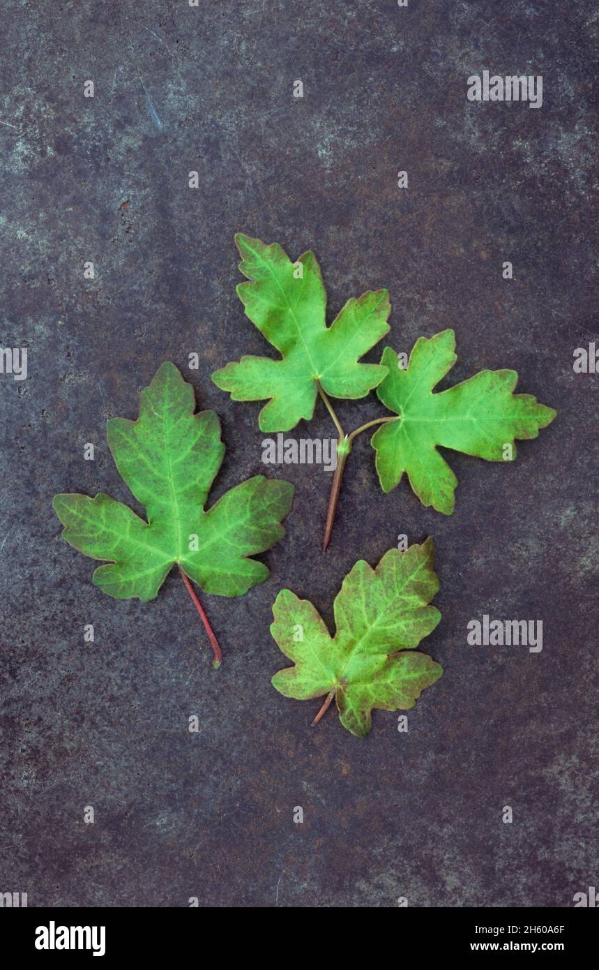 Quattro foglie di campo o acero Hedge o Acer camprestre verde e tinto con rosso giacente su metallo intarato Foto Stock