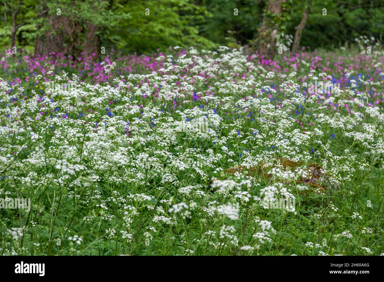 Mucca Parlsey; Anthriscus sylvestris; Fiori in un hedgerow; Regno Unito Foto Stock
