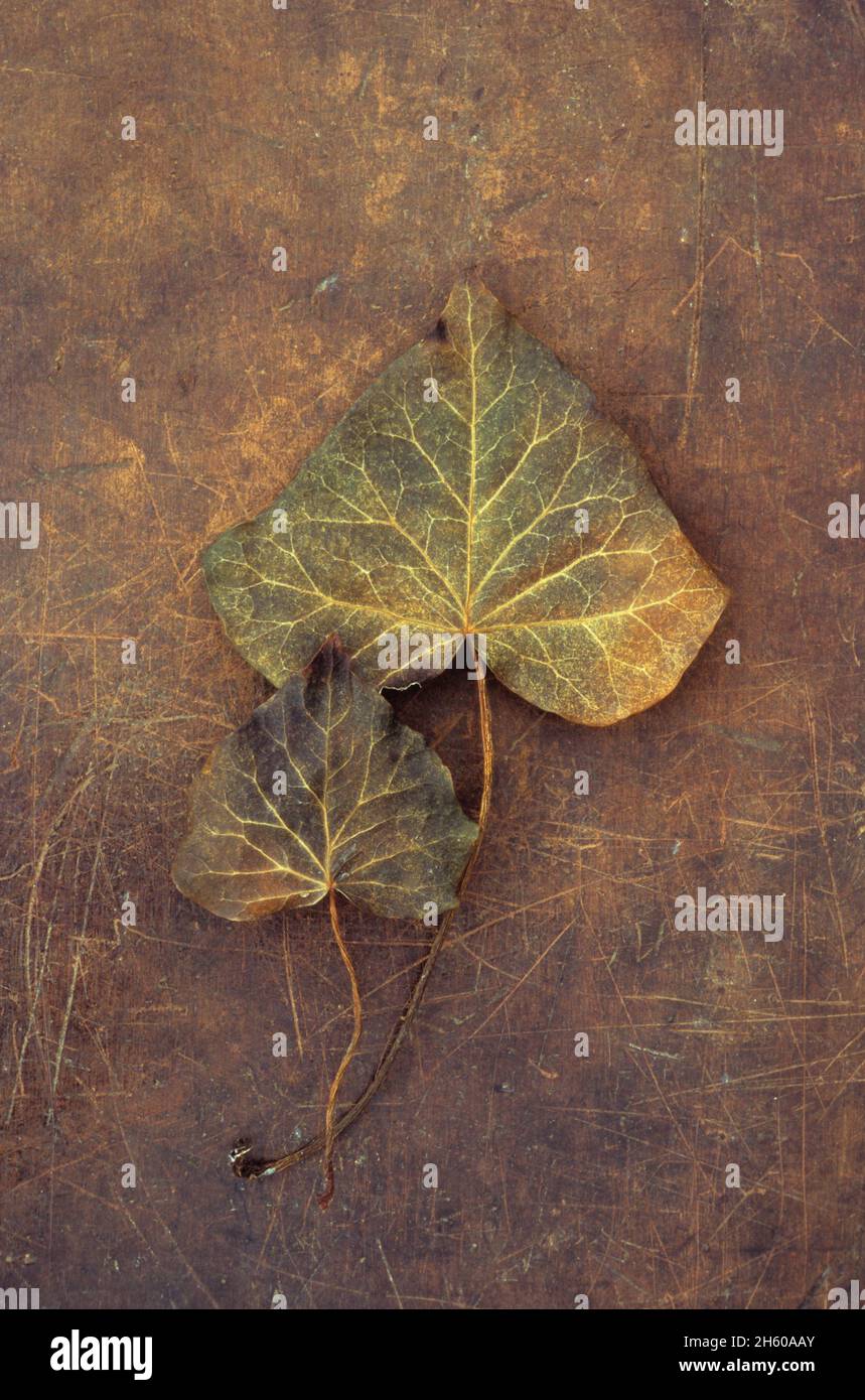 Due foglie secche di Ivy o Hedera Helix una verde scuro e marrone dorato e una marrone scuro giacente su pelle rigata Foto Stock