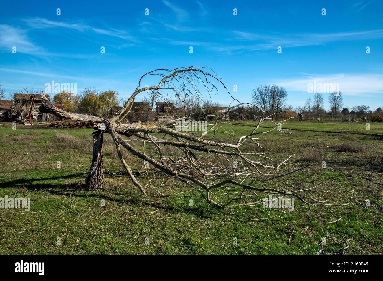 Un vecchio tronco di albero che è stato rotto da una tempesta e che si erge come un ricordo della tempesta. Foto Stock