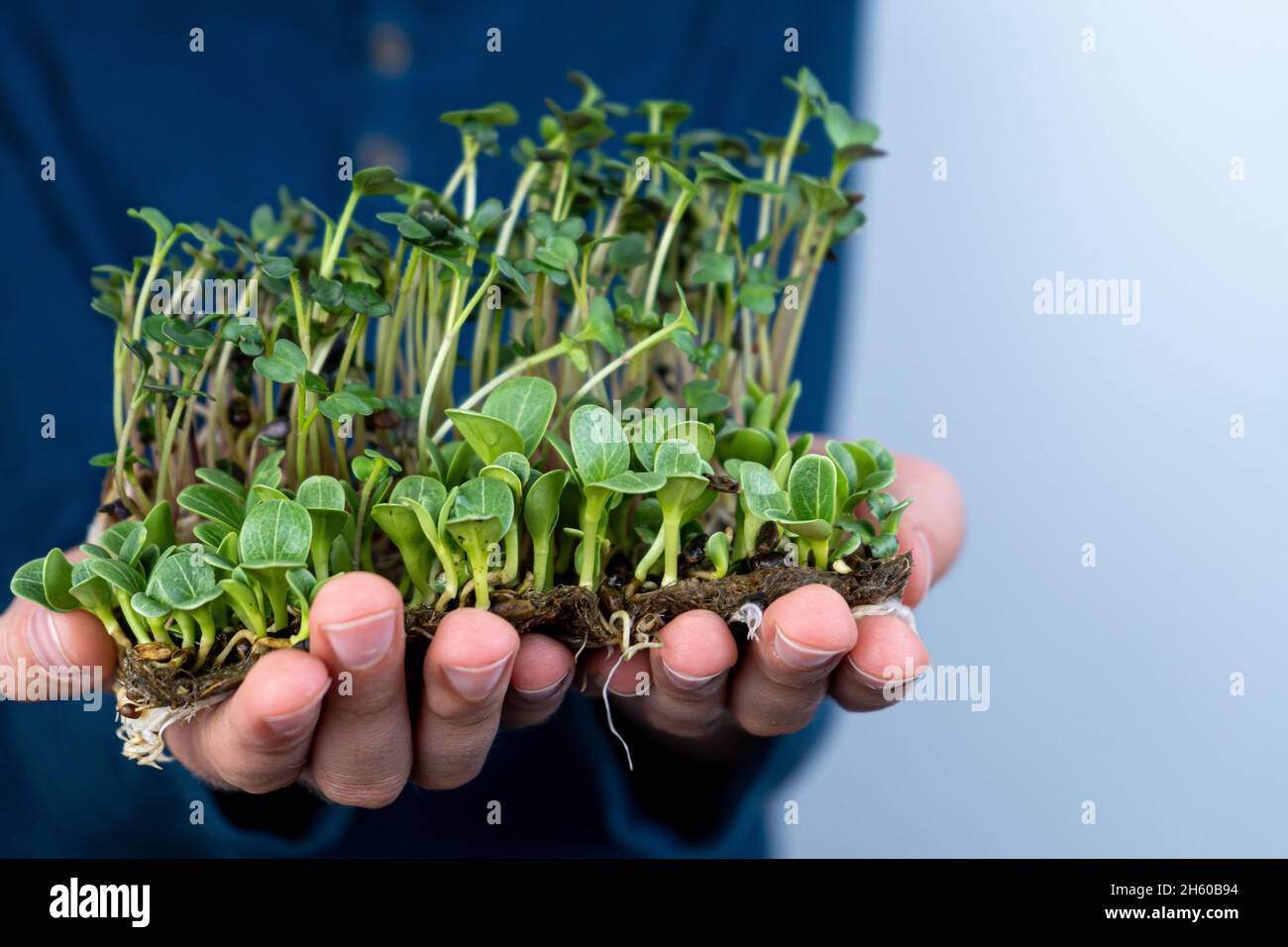 Tenere il micro verde a portata di mano. Germinazione di semi su stuoie di lino. Germogli di lattuga e altri verdi. Cibo vitaminico sano. Crescere a casa. Hobby e giardinaggio urbano. Microgreen per alimenti. Foto Stock