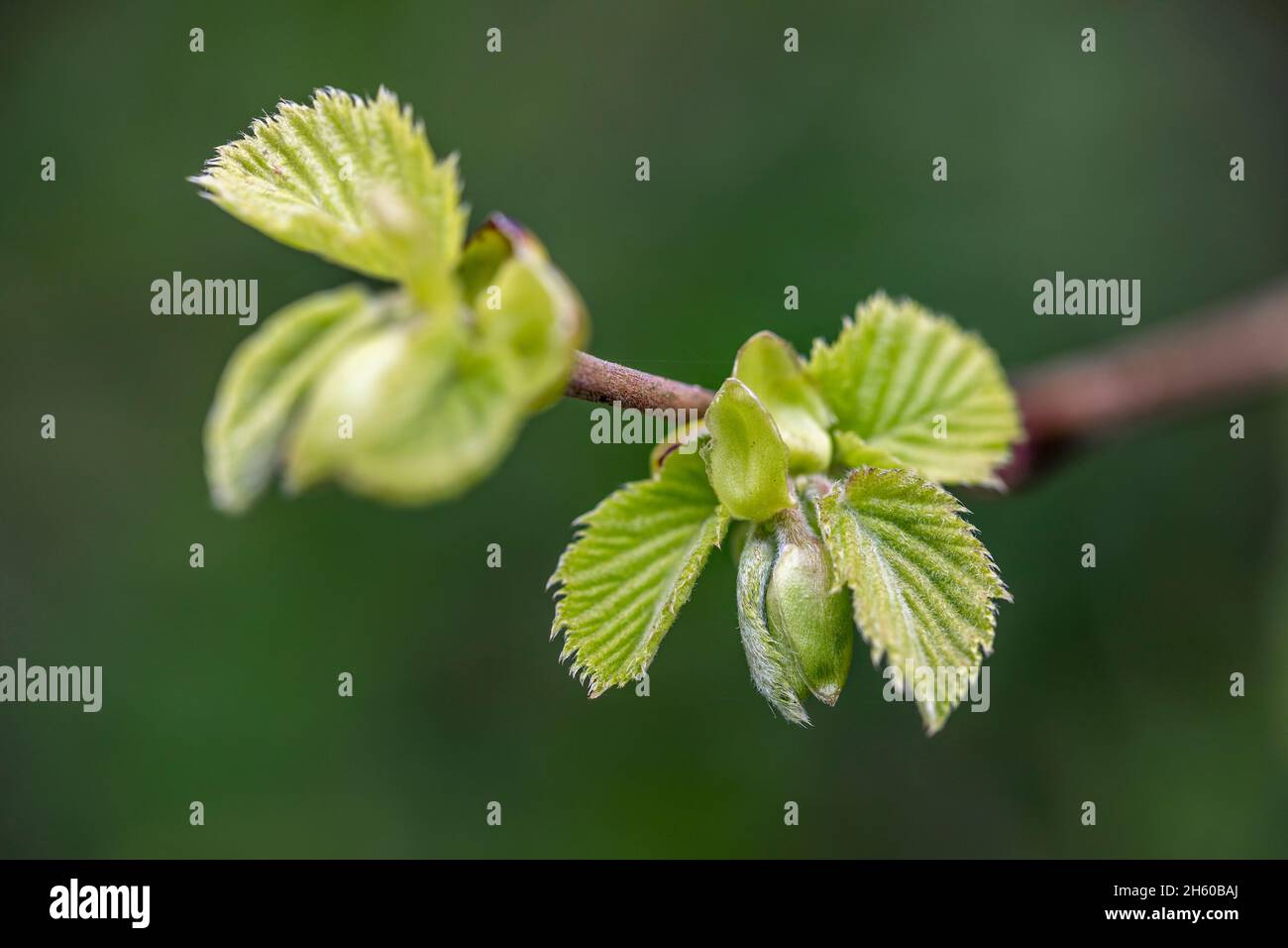Foglie di nocciolo; Corylus avellana; Primavera; UK Foto Stock