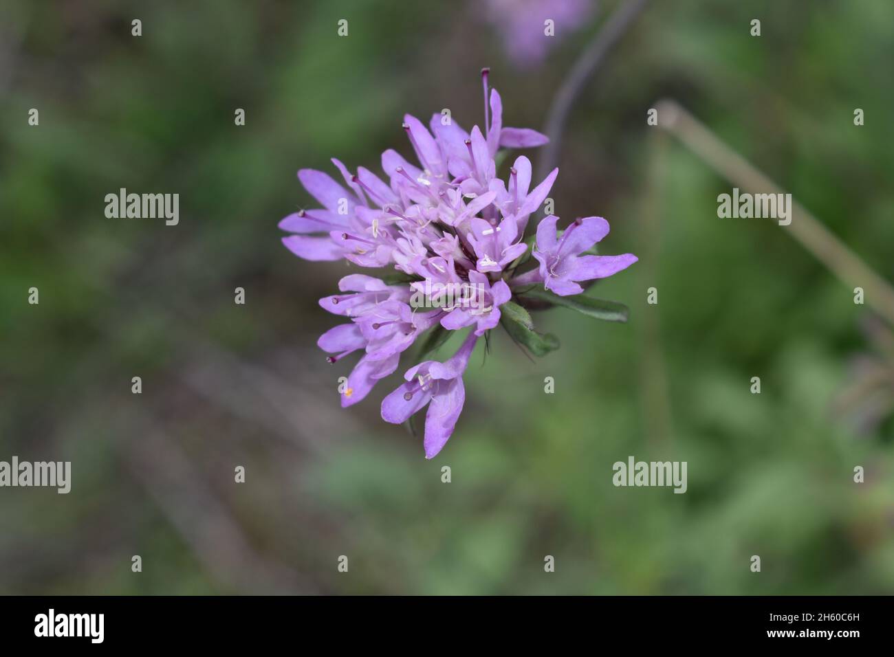 Macro foto di un fiore lilla in campagna Foto Stock