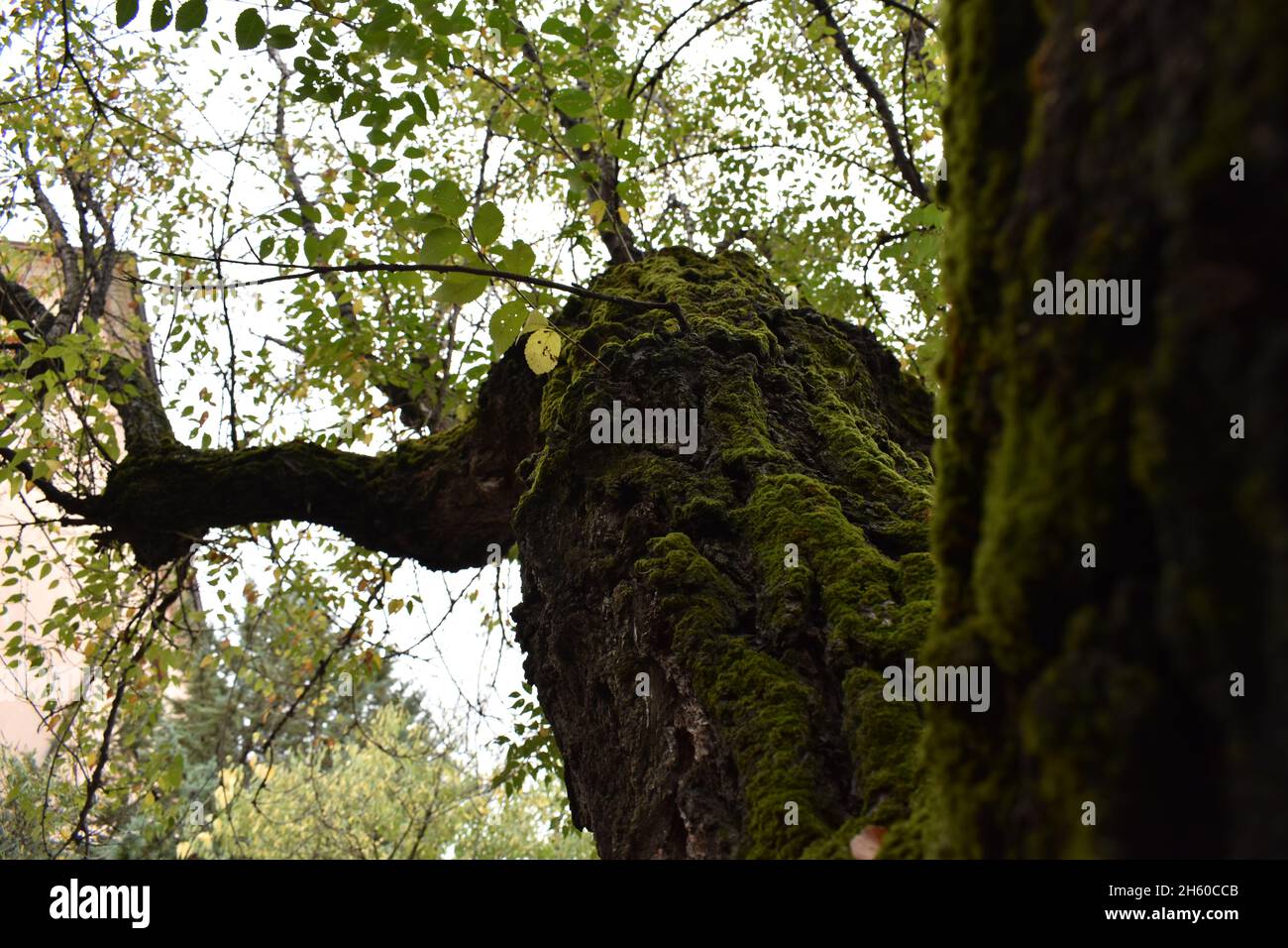 Foto di un grande albero di muschio in città Foto Stock