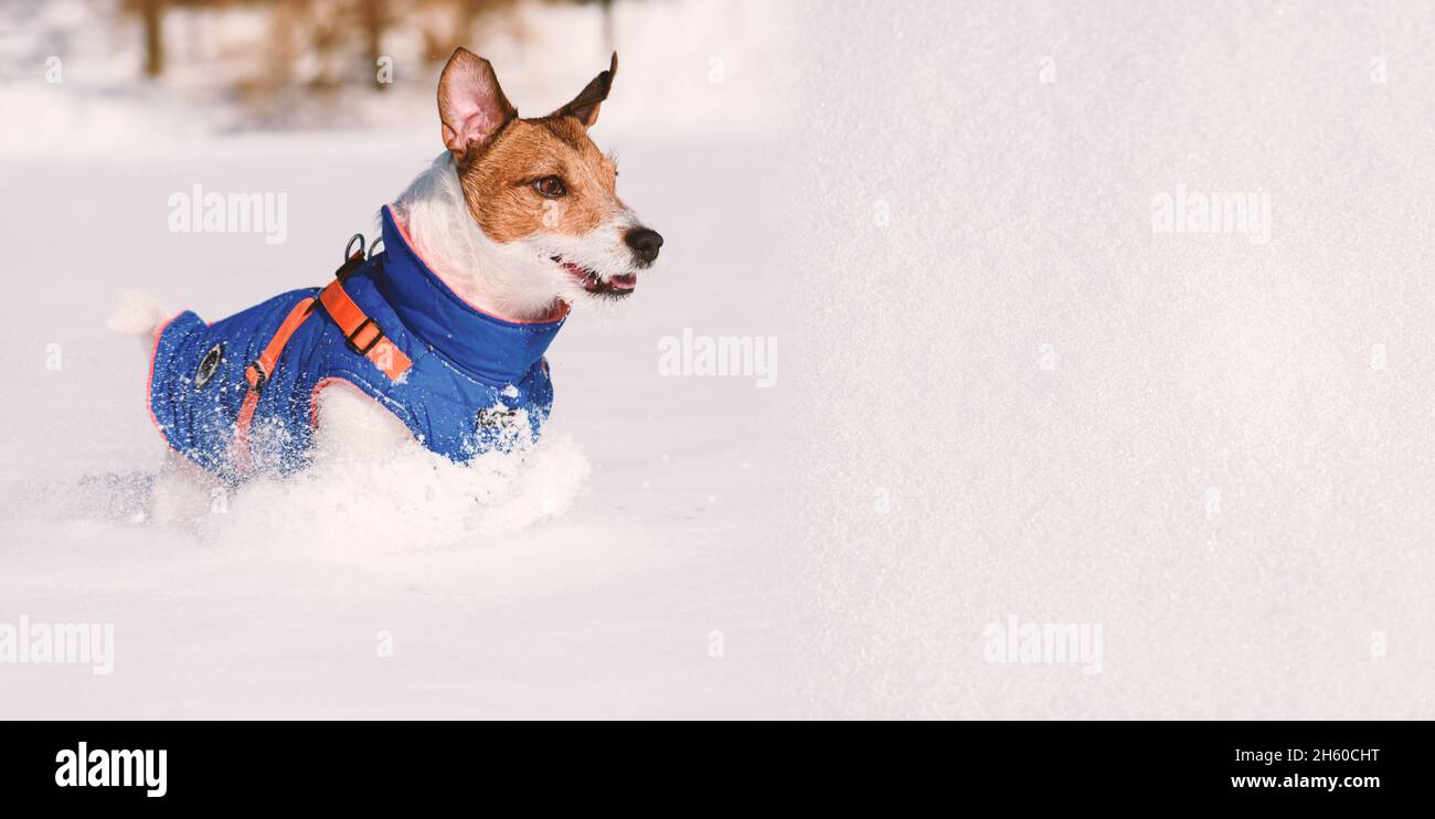 Sfondo con trama di neve e cane indossando abiti caldi che giocano nella soleggiata giornata invernale Foto Stock
