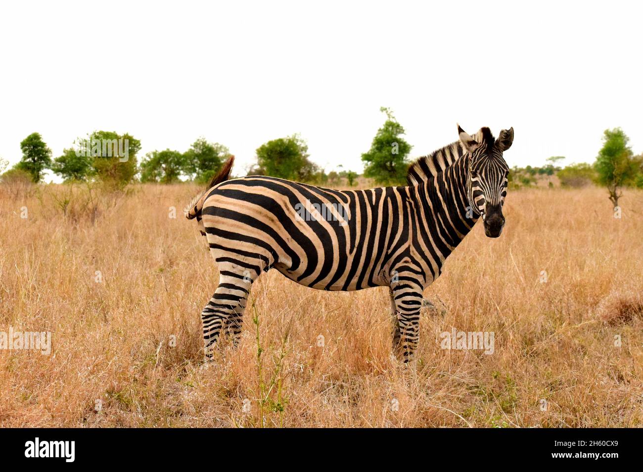 Zebra è anche conosciuta come cavallo a righe che guarda la macchina fotografica mentre si trova nella savana vicino a Satara e Timbavati nel Parco Nazionale Kruger, Sudafrica Foto Stock