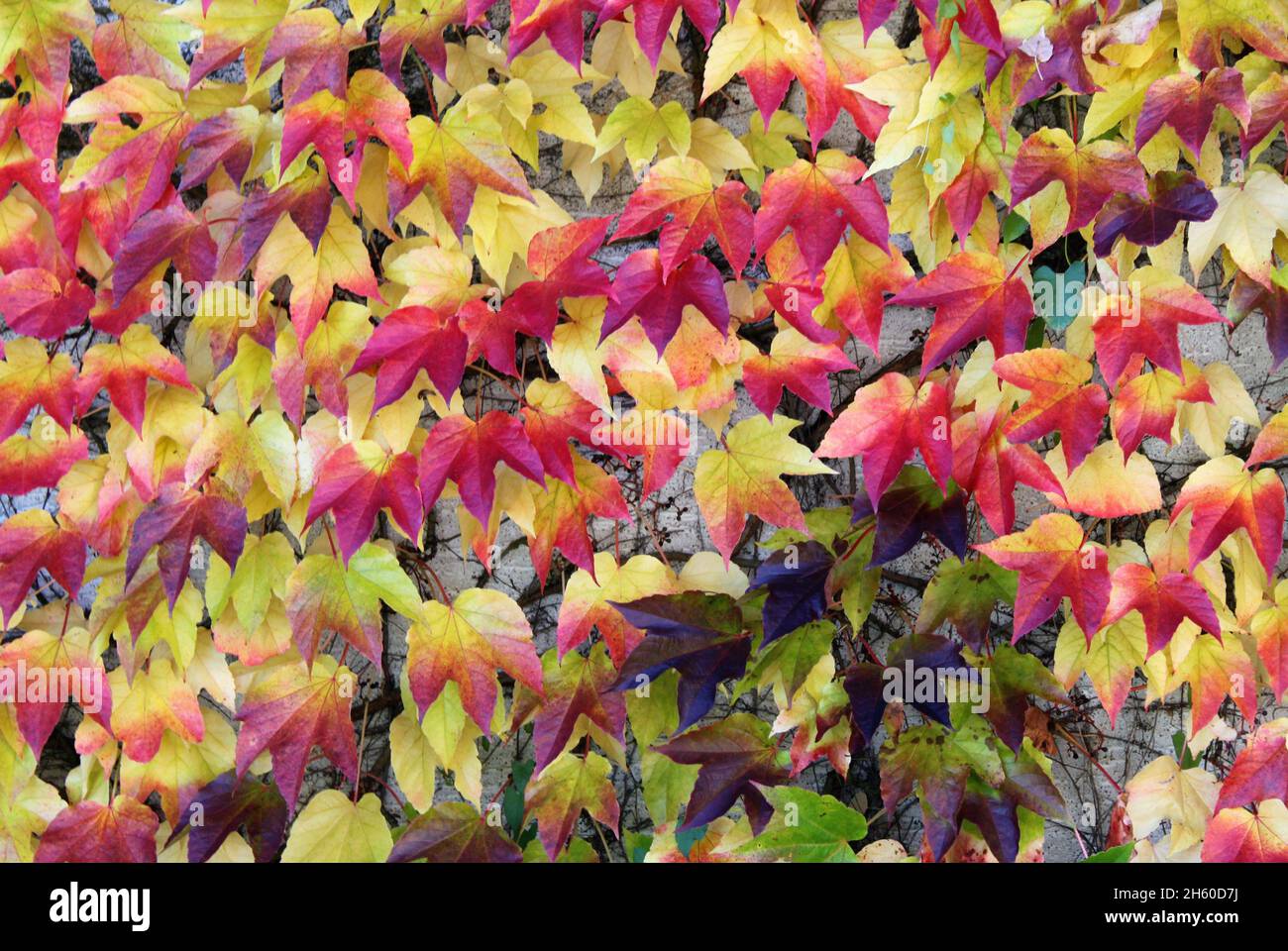 foglie di vite colorate in autunno Foto Stock