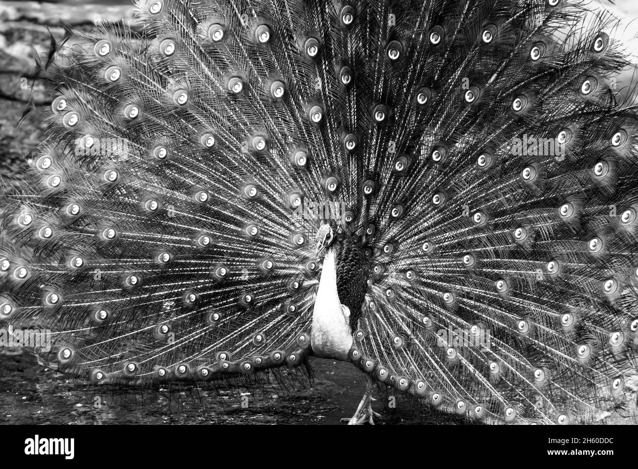 Primo piano di un elegante uccello maschio indiano pavone che mostra la sua bella coda di piume in un parco pubblico Foto Stock
