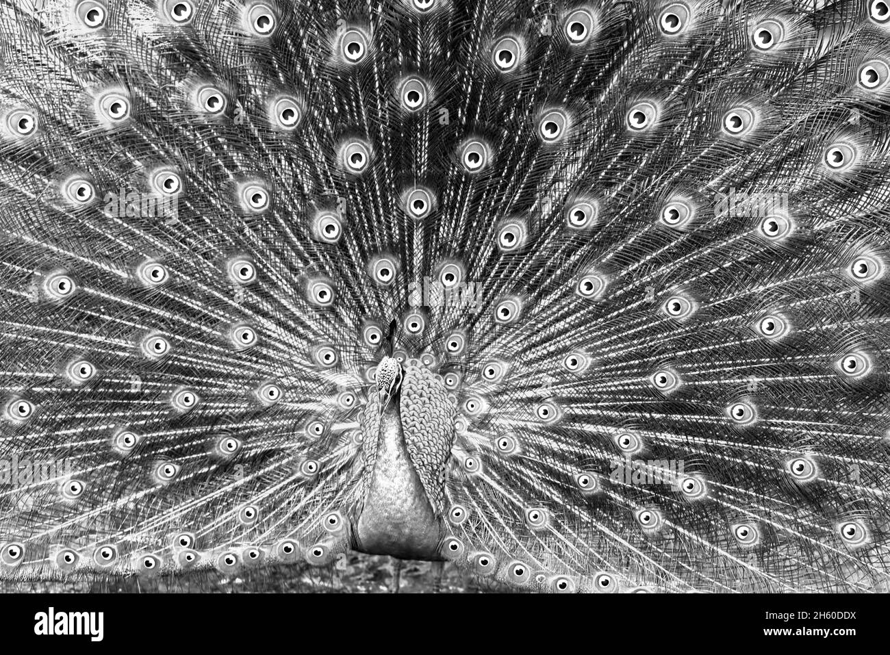 Primo piano di un elegante uccello maschio indiano pavone che mostra la sua bella coda di piume in un parco pubblico Foto Stock