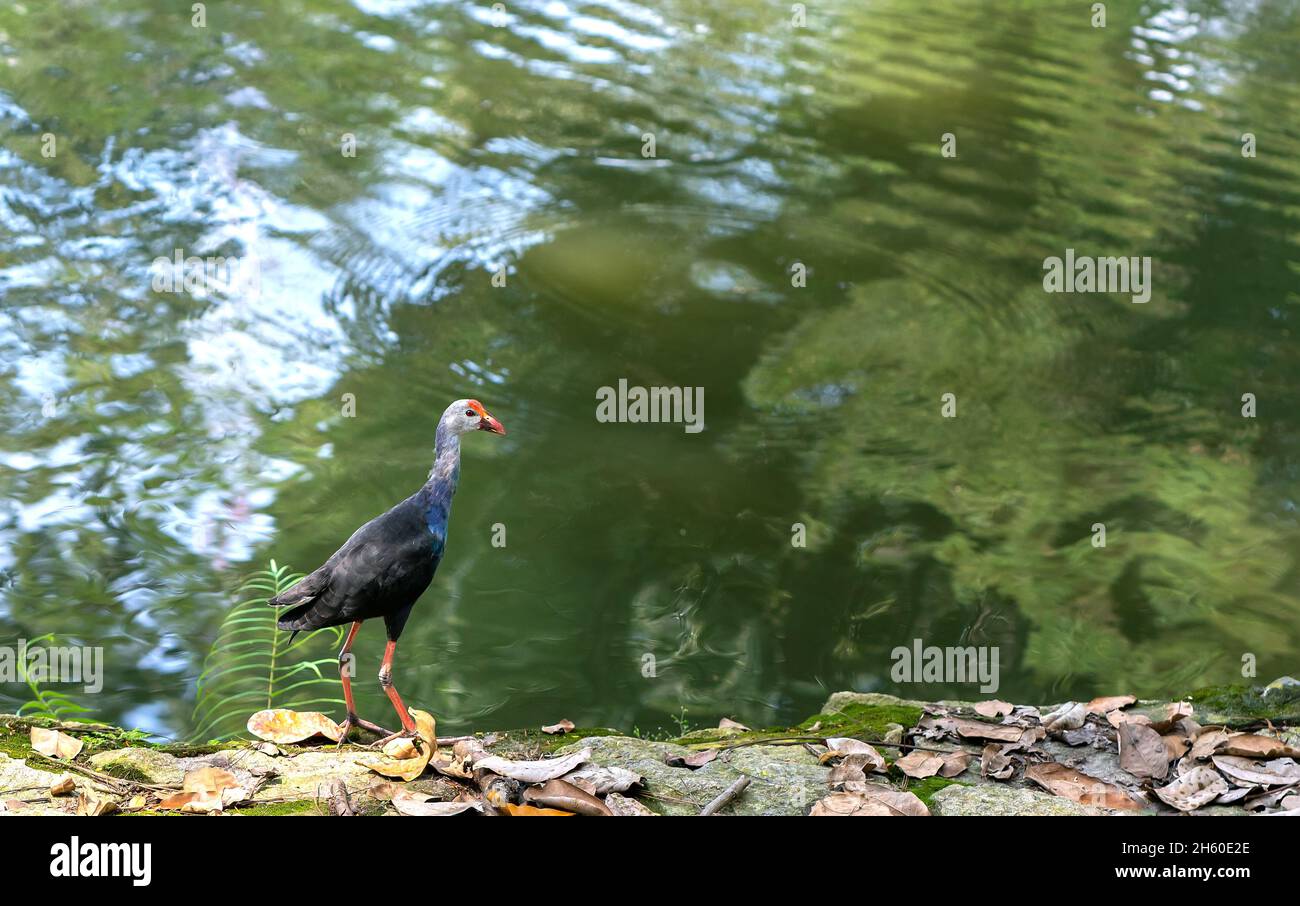 Uccello swanphen occidentale in piedi alla ricerca di cibo sulla riva del fiume in un parco pubblico. Questo è un grosso uccello della famiglia degli uccelli acquatici che vive nelle paludi Foto Stock