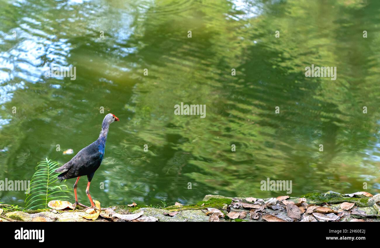 Uccello swanphen occidentale in piedi alla ricerca di cibo sulla riva del fiume in un parco pubblico. Questo è un grosso uccello della famiglia degli uccelli acquatici che vive nelle paludi Foto Stock