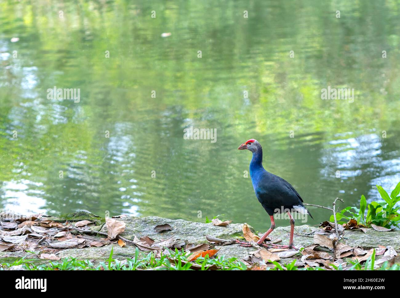 Uccello swanphen occidentale in piedi alla ricerca di cibo sulla riva del fiume in un parco pubblico. Questo è un grosso uccello della famiglia degli uccelli acquatici che vive nelle paludi Foto Stock