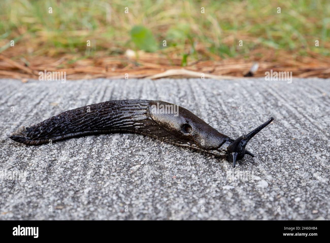 Black Slug, Arion Ater, strisciando su una strada come visto dal lato Foto Stock