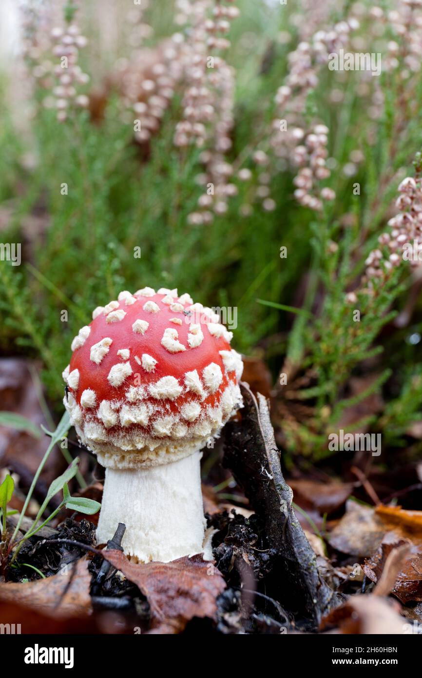 Piccolo mosca amanita o mosca agarico fungo rosso e bianco che inizia la crescita sul pavimento di appoggio Foto Stock