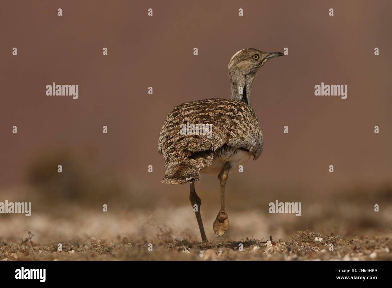 Houbara Bustard è un uccello iconico delle Isole Canarie, dove le pianure sabbiose semi aride sono ideali per l'allevamento. Foto Stock