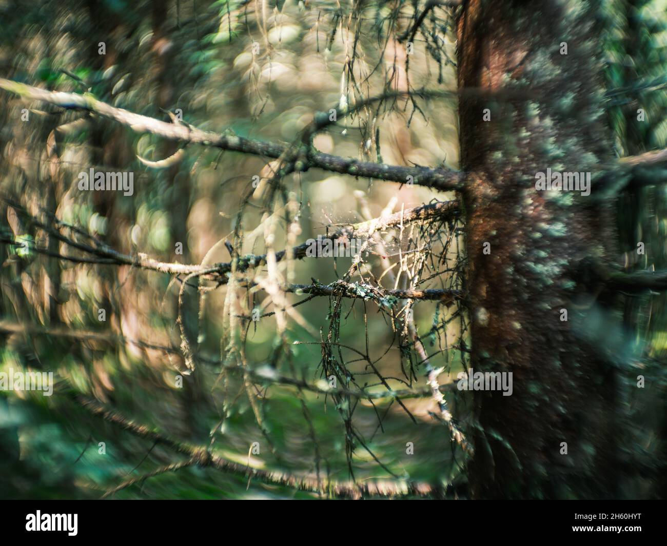 dettagli di piante forestali distorti con lenti petzval e effetto bokeh vorticoso. immagini artistiche Foto Stock