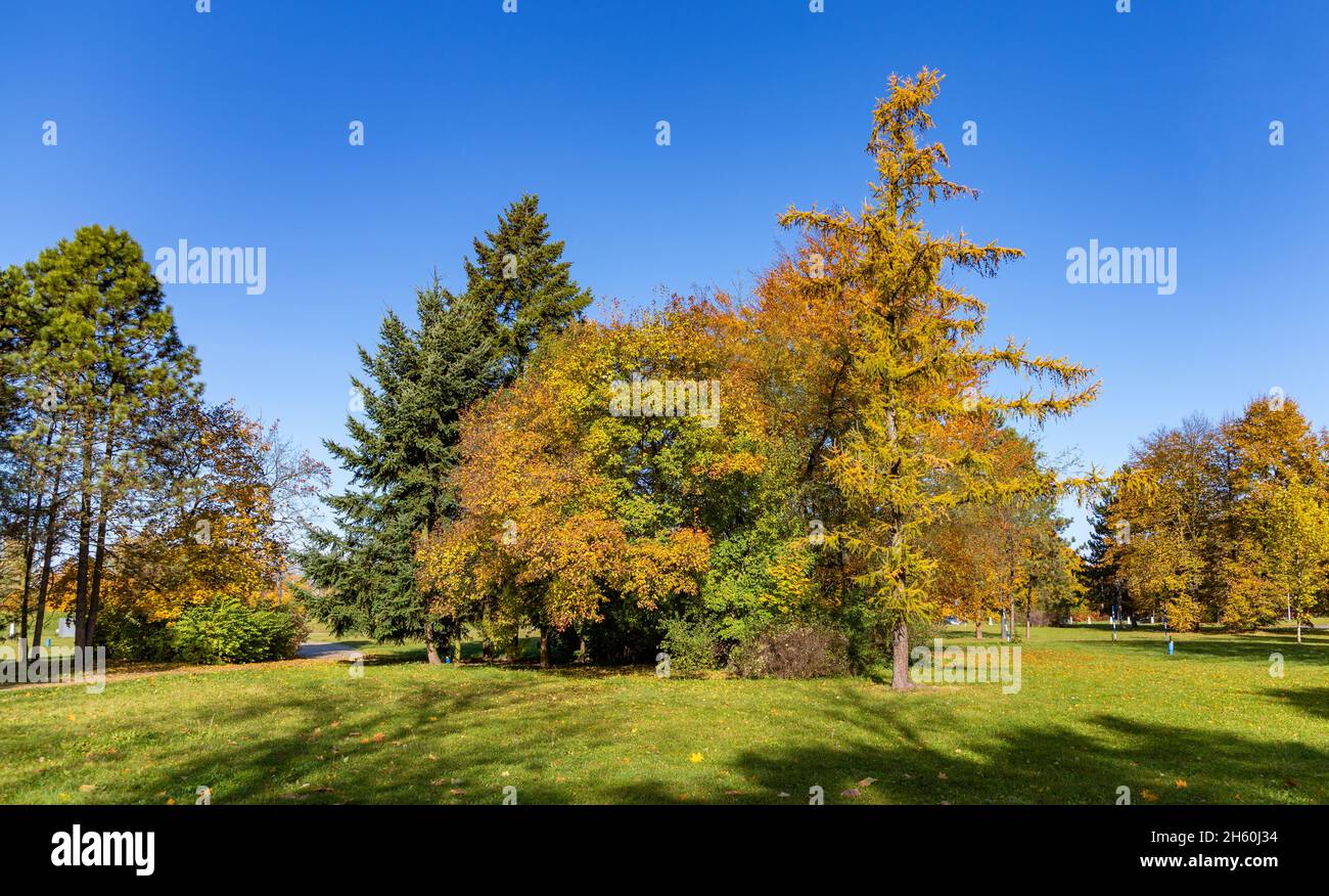 Un'immagine del fogliame autunnale in un parco di Ostrava. Foto Stock