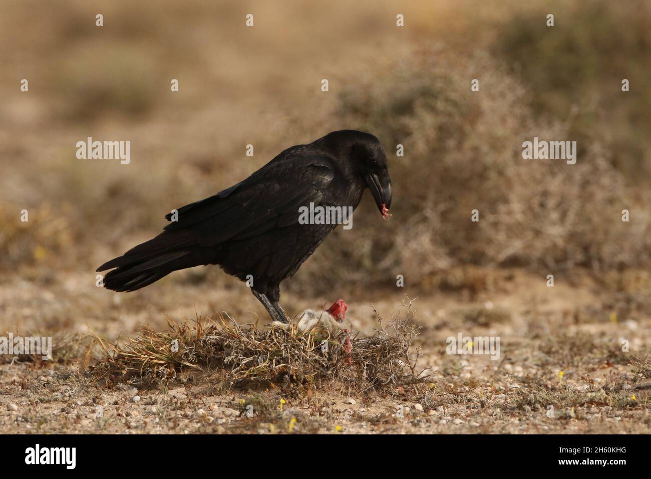 I paradisi rinvenuti a Lanzarote sono la sottospecie canariensis e sono in pericolo. Questo ID di uccello che alimenta su carrion di coniglio. Foto Stock