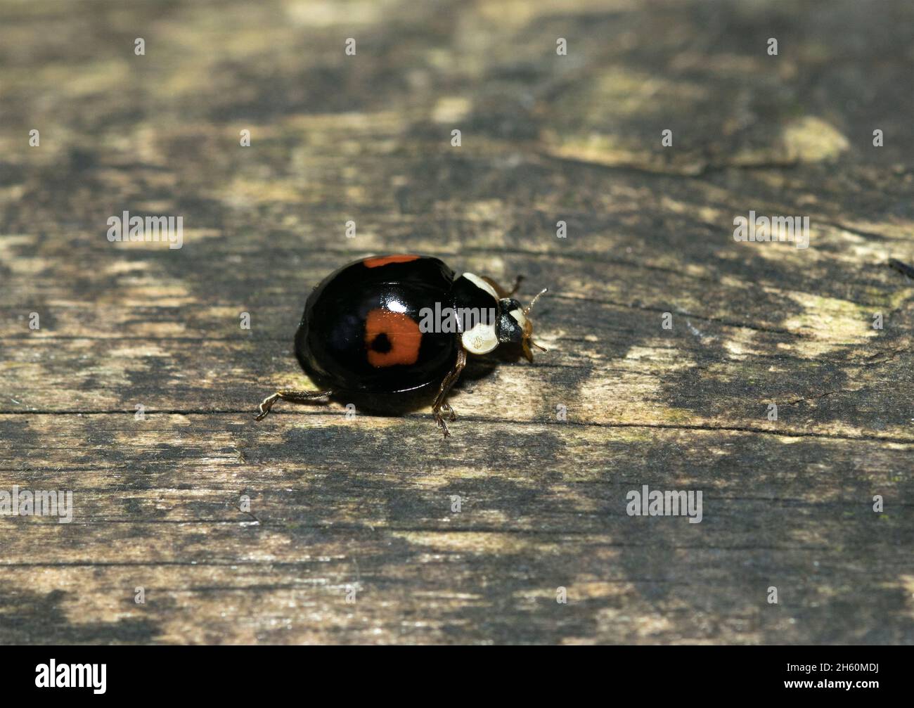 Il Pine Ladybird di solito ha 4 macchie rosse sull'elytra (casse ala), ma questo individuo ha solo le più grandi macchie frontali a forma di virgola. Foto Stock