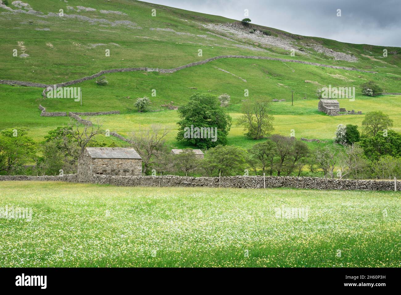 North Yorkshire Dales, vista in tarda primavera di tradizionali fienili e muri in pietra a secco in terreno agricolo vicino al villaggio di Gunnerside, Swaledale, Inghilterra, Regno Unito Foto Stock