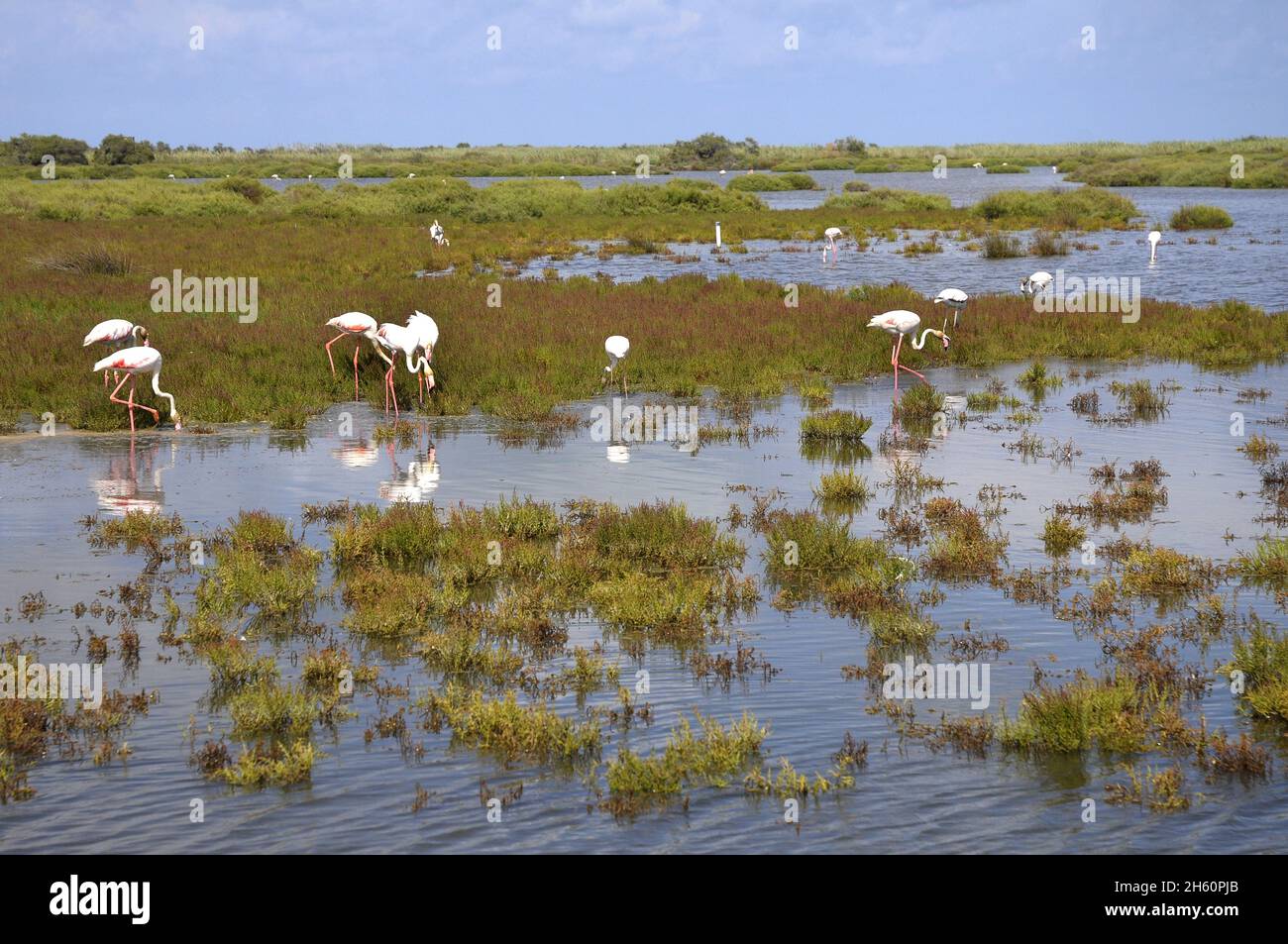 Flamingos, Buda , Sant Jaume d'Enveja, Delta del rio Ebro, Montsià, Tarragona, Catalogna, Spagna Foto Stock