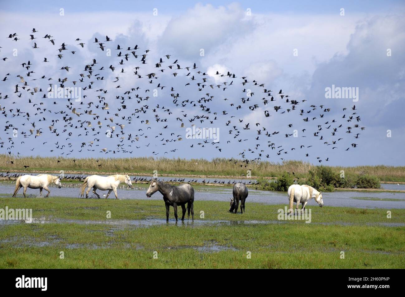 Cavalli della Camargue selvaggia all'isola di Buda, Sant Jaume d'Enveja, Delta del rio Ebro, Montsià, Tarragona, Catalogna, Spagna Foto Stock