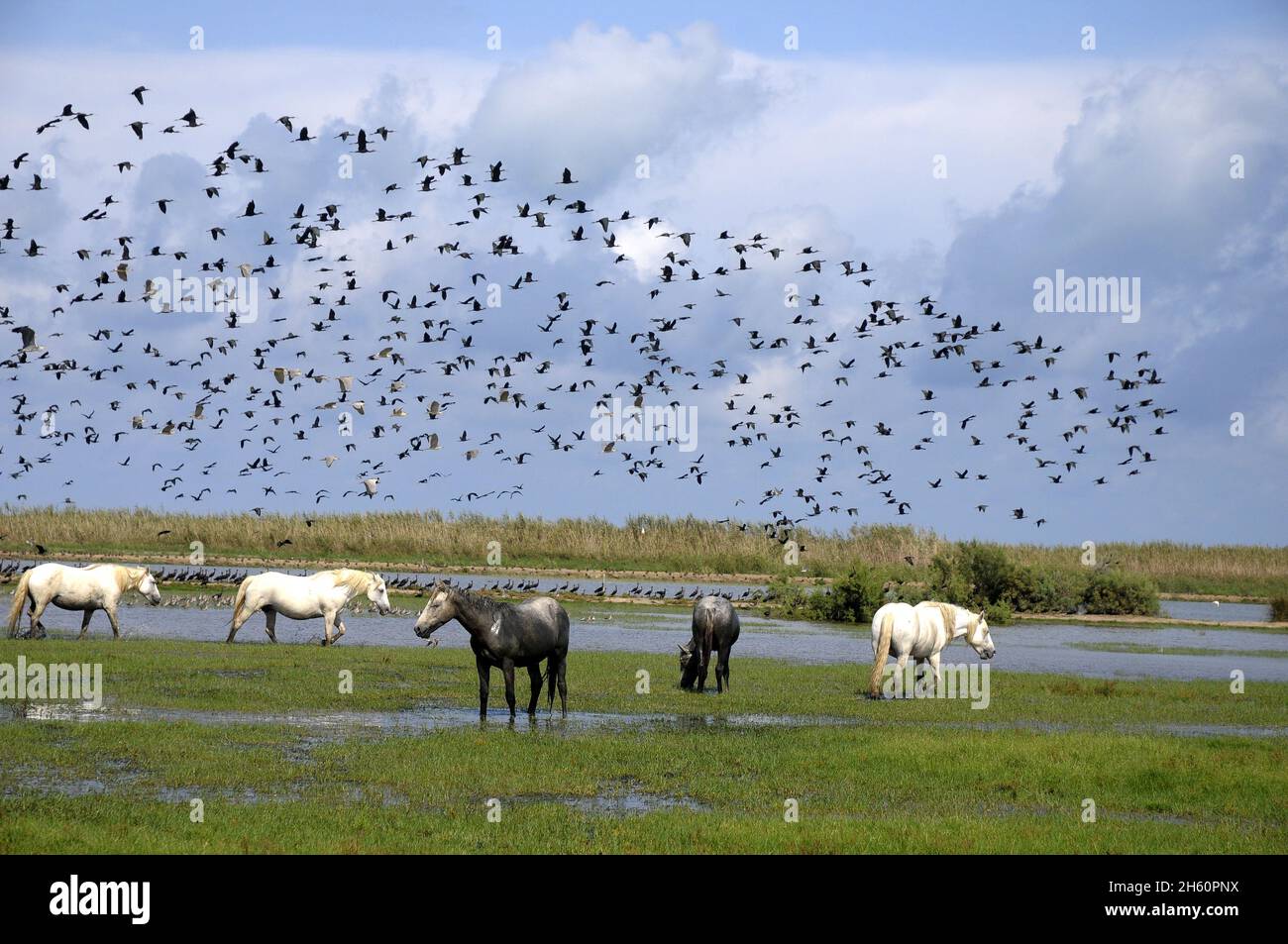Cavalli della Camargue selvaggia all'isola di Buda, Sant Jaume d'Enveja, Delta del rio Ebro, Montsià, Tarragona, Catalogna, Spagna Foto Stock