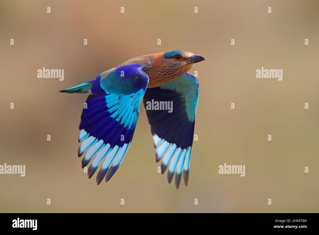 Un rullo indiano adulto (Coracias benghalensis) in volo, mostrando le sue ali colorate, nella riserva delle tigri Tadoba-Andhari, Maharashtra, India Foto Stock