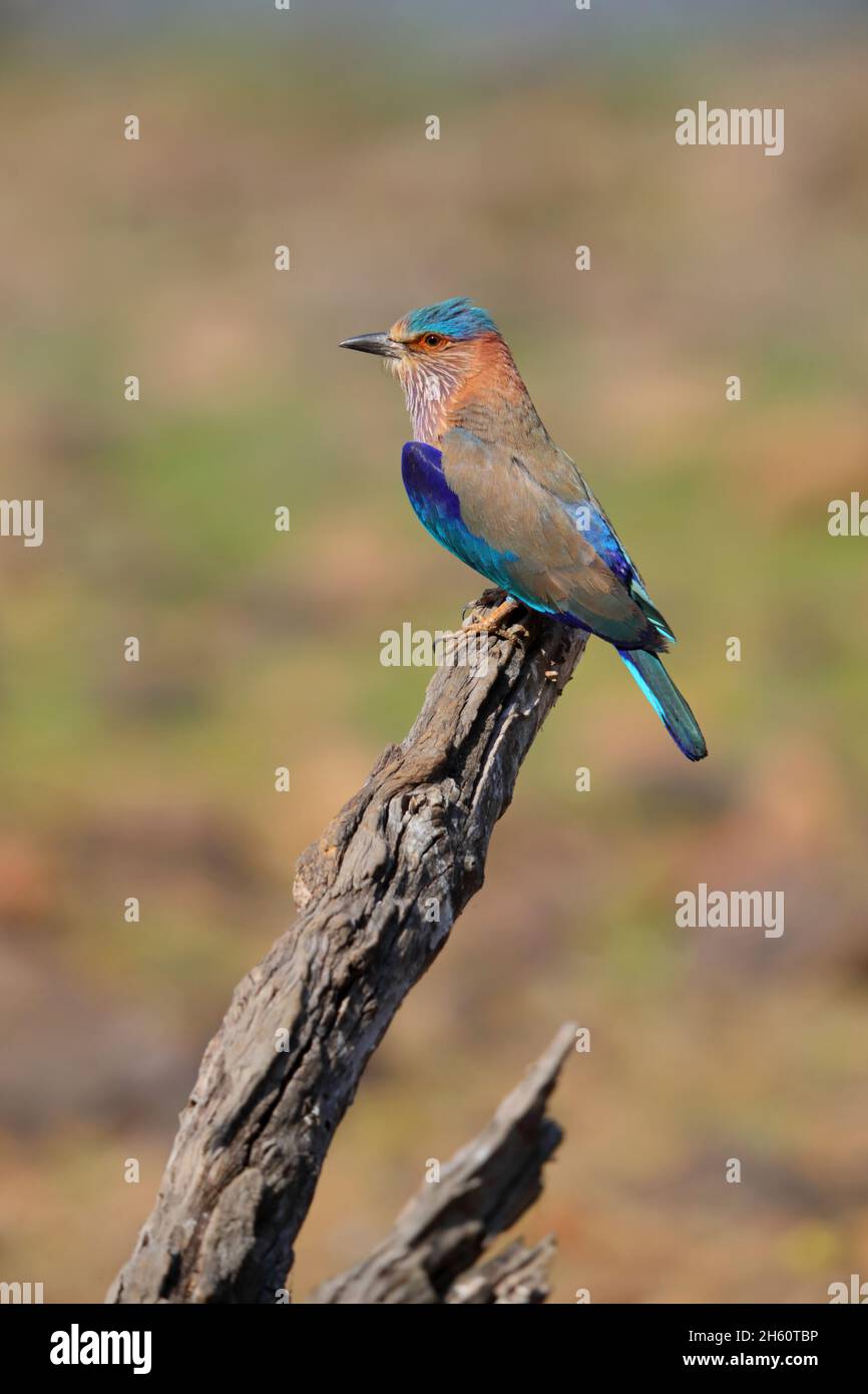 Un rullo indiano adulto (Coracias benghalensis) arroccato su un albero morto nella riserva della tigre di Tadoba-Andhari, Maharashtra, India Foto Stock