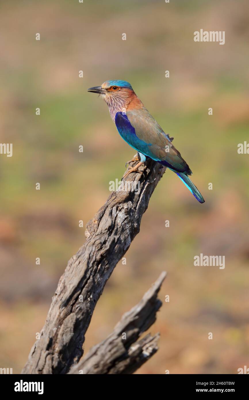 Un rullo indiano adulto (Coracias benghalensis) arroccato su un albero morto nella riserva della tigre di Tadoba-Andhari, Maharashtra, India Foto Stock