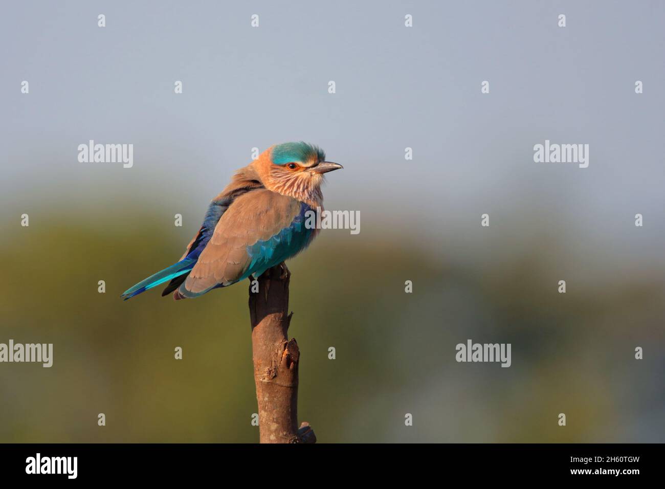 Un rullo indiano adulto (Coracias benghalensis) arroccato su un posto nello stato indiano di Goa Foto Stock