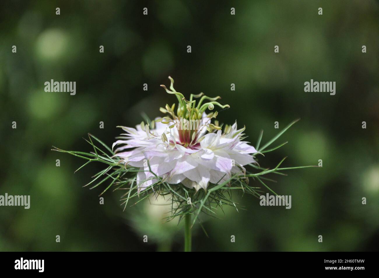 Nigella damascena fiore bianco su sfondo verde, amore-in-una-nebbia, signora ragged o diavolo nel cespuglio, è una pianta giardino annuale fiorente, appartenente a t Foto Stock