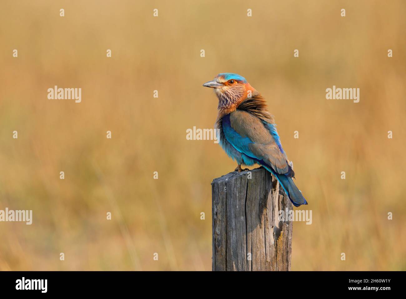 Un rullo indiano adulto (Coracias benghalensis) arroccato su un posto nel Parco Nazionale di Bandhavgarh, Madhya Pradesh, India Foto Stock