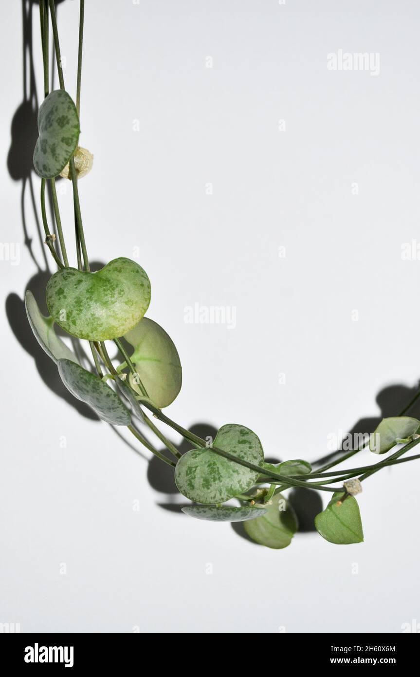 Stringa di cuori houseplant (Ceropegia woodii) - pianta di coda. L'immagine mostra le 'strings' con la foglia a forma di cuore impostata su uno sfondo bianco Foto Stock
