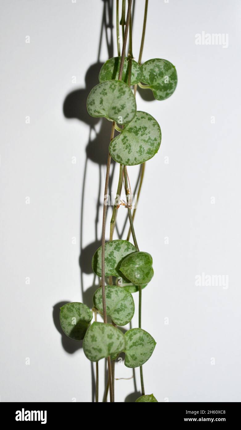 Stringa di cuori houseplant (Ceropegia woodii) - pianta di coda. L'immagine mostra le 'strings' con la foglia a forma di cuore impostata su uno sfondo bianco Foto Stock