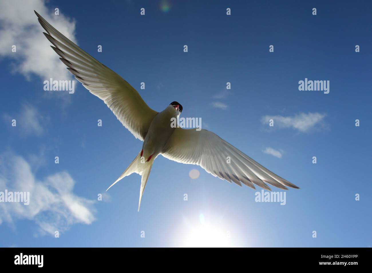 Una terna artica adulta (Sterna paradisaea) che insegue il fotografo intorno alla colonia su Inner Farne, Isole Farne, Northumberland Foto Stock