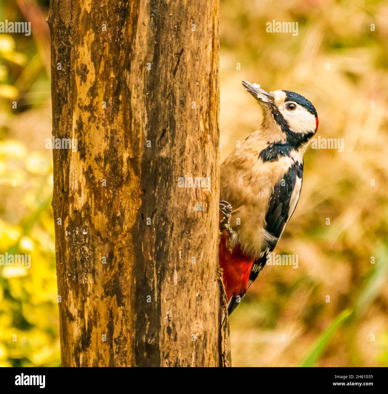 Grande picchiata Woodpecker nel Cotswolds Garden Foto Stock
