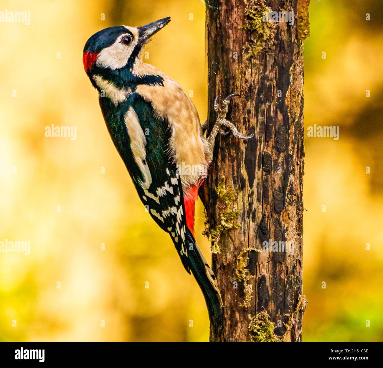 Grande picchiata Woodpecker nel Cotswolds Garden Foto Stock