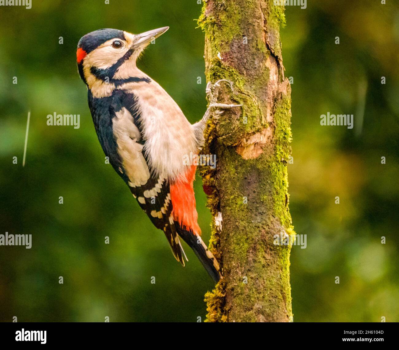 Grande picchiata Woodpecker nel Cotswolds Garden Foto Stock