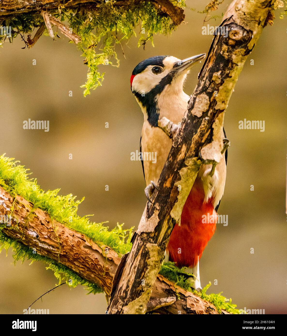 Grande picchiata Woodpecker nel Cotswolds Garden Foto Stock